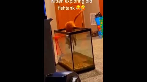 New Fanny Animals Video 2023 Cat Dog