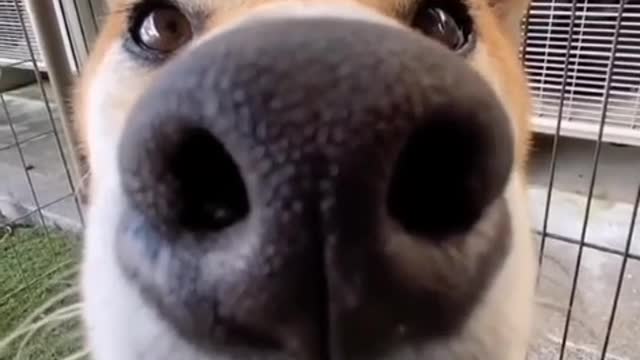 It's just your dog, but you are its life