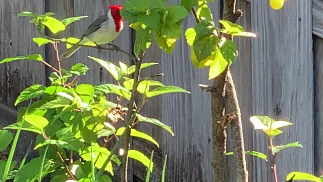 #BACK YARD BIRDS Hawai’i more feathered Buddies