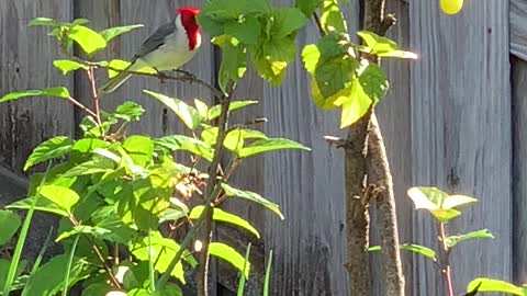 #BACK YARD BIRDS Hawai’i more feathered Buddies