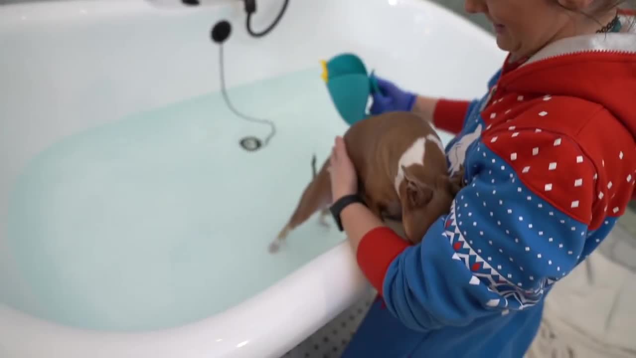 Giving My Dogs A Bath While They Listen To Royalty Free Spa Music