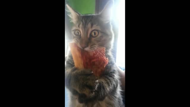 Gif video of cat holding food