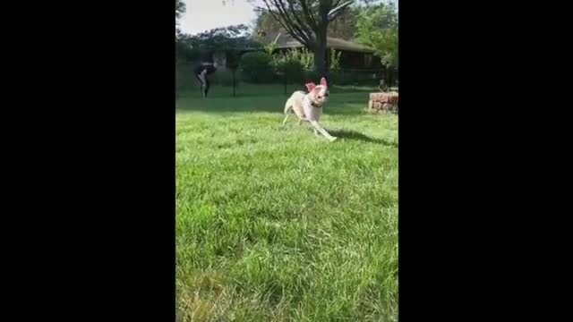 Cute baby dog & adult dog