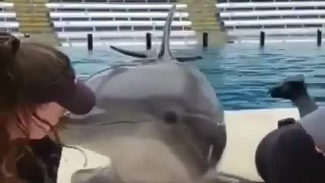 Dolphin kiss