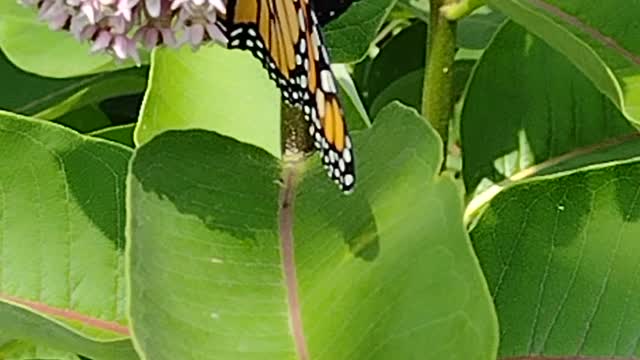 First flight Monarch