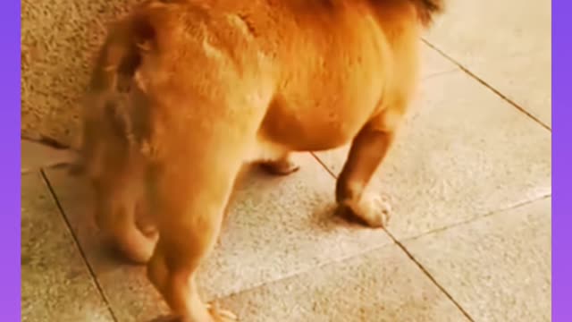 #sort/funny video