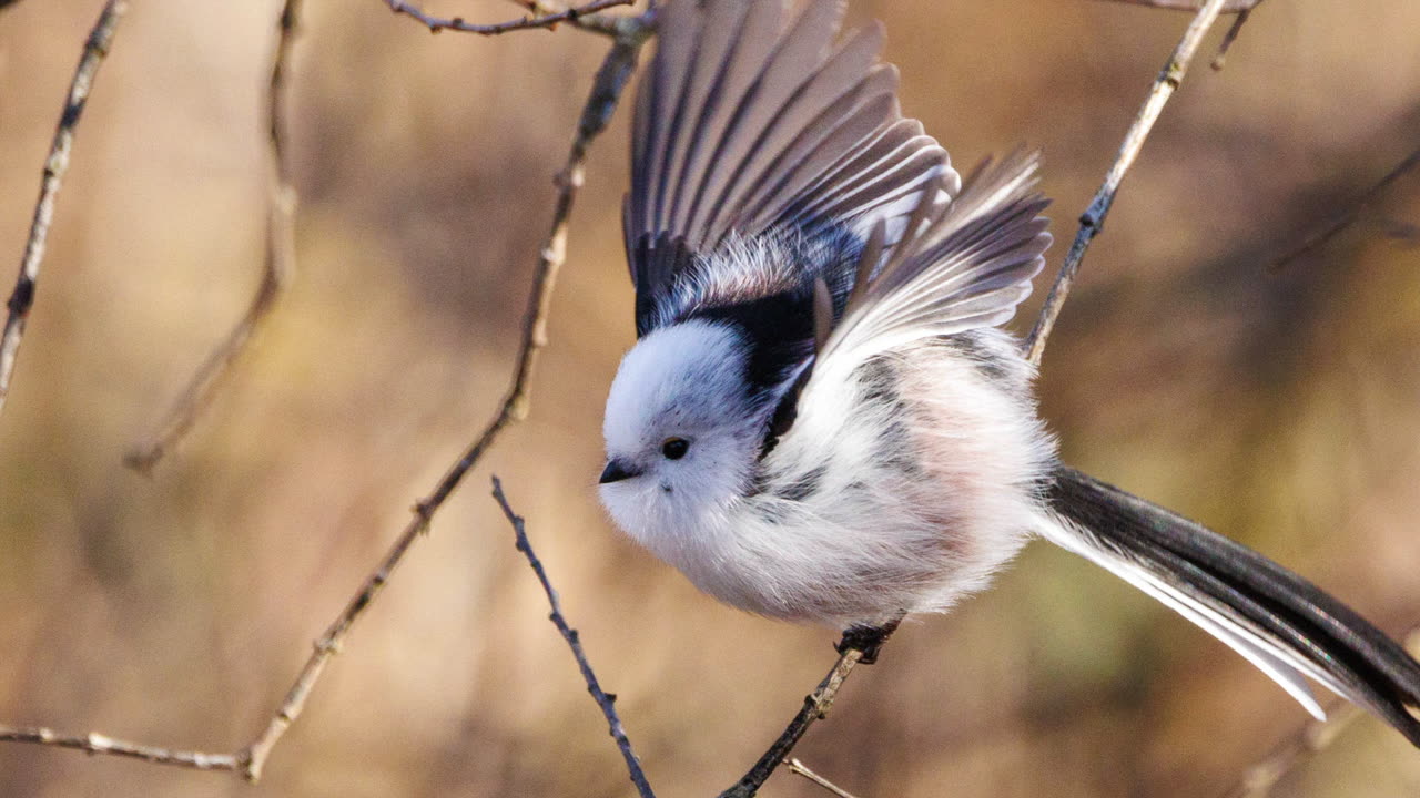 Birds of Hokkaido - A Chronology Part I