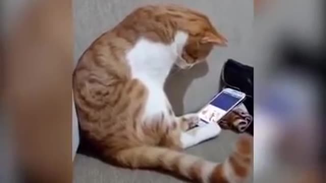 Cat Seeing Her's Recently Deceased Owner On A Video