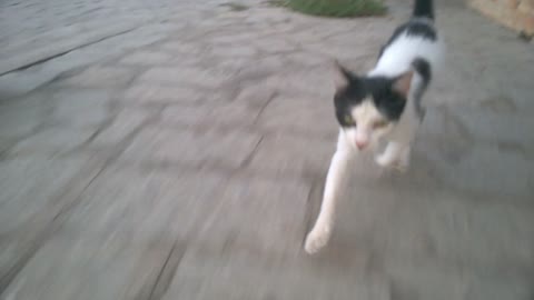 THE STREET CAT CAME AND STAYED IN MY HOUSE-3