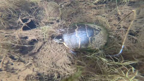 Turtle Underwater