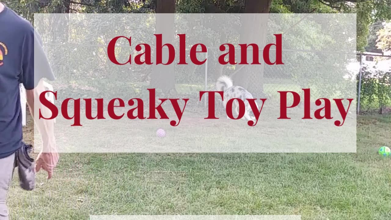 Cable and Squeaky toy play 5