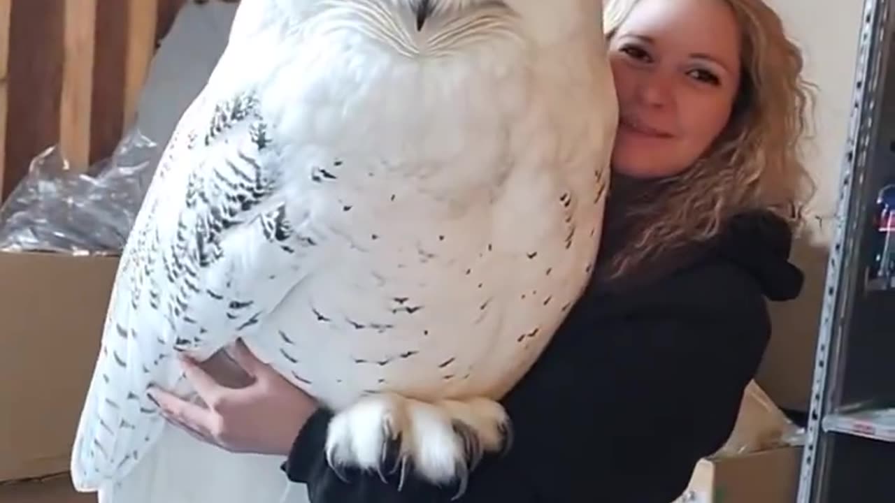 Happy snowy owl