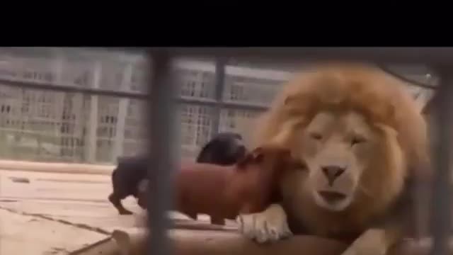 dog and lion video