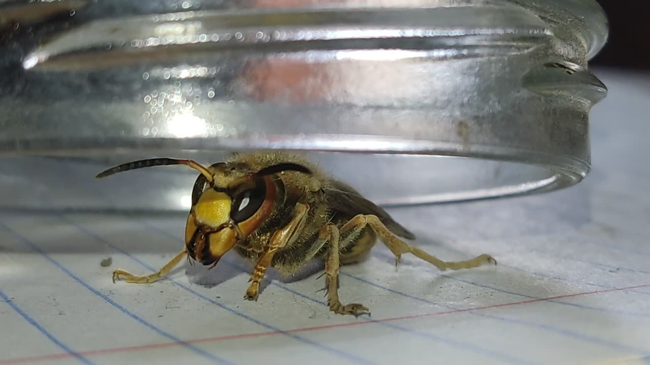 What This Hornet Does with Its Legs ?