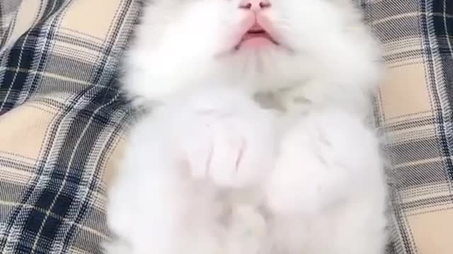 Sleeping sound of cat