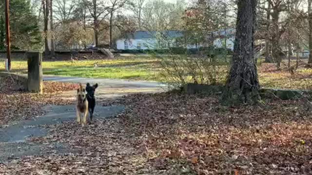 Poodle and Malinois chase off stray dogs