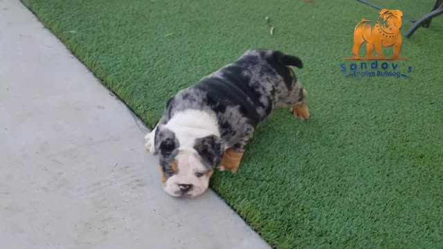 Bulldog 🔥 Merle Bulldog Puppy