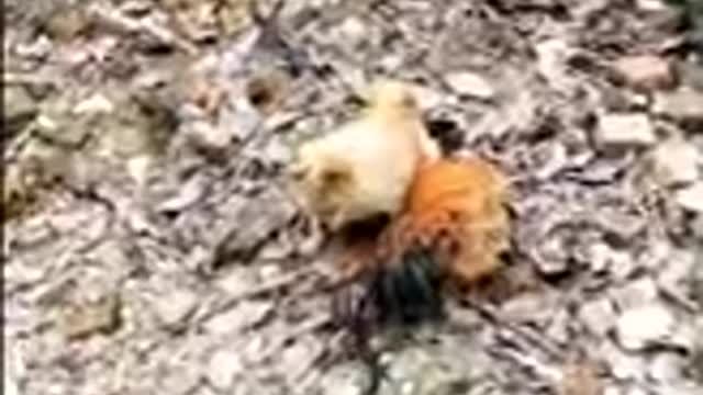 Chicken vs dog fight -Funny dog fight videos