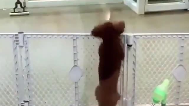 so cute dog dancing