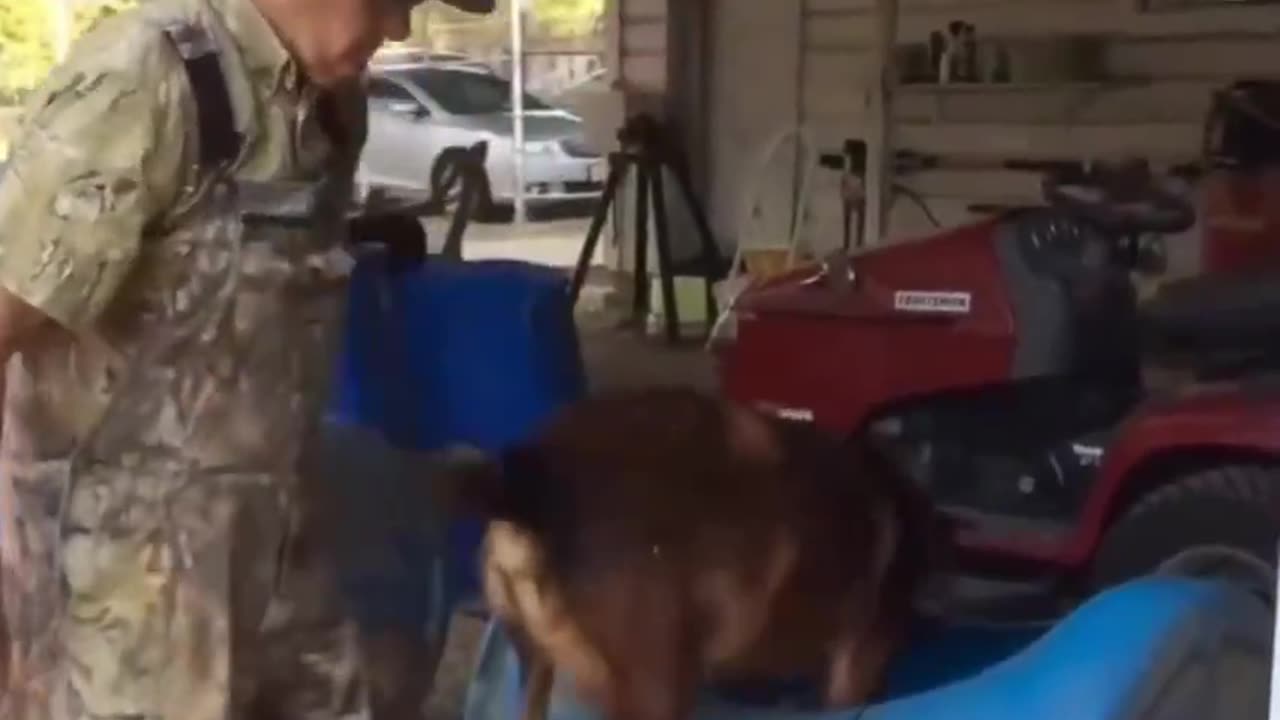 Retiree Takes Abandoned Dogs On Tractor Train