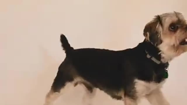 Cute Dog, Funny Dog Video