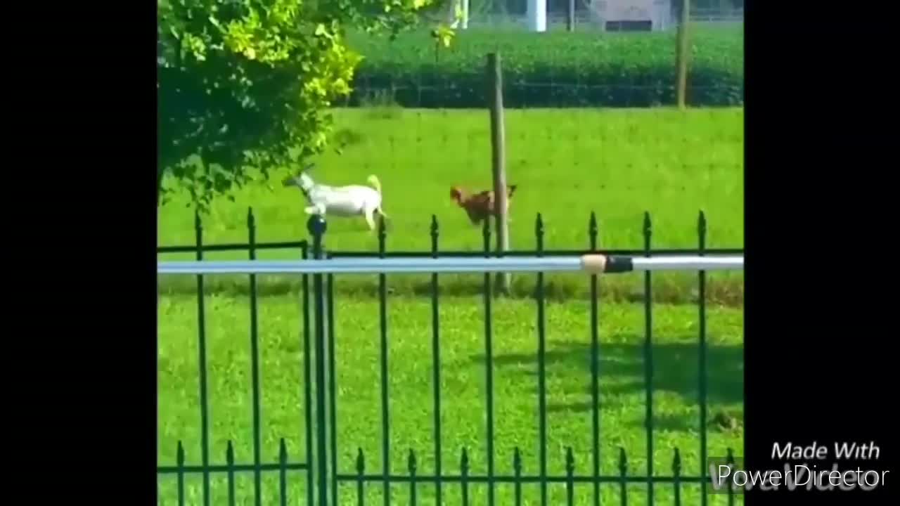 Funny roosters Chasing kids, animals and adults 😂😂||funny videos compilation