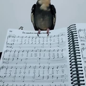 calopsita cantando ccb