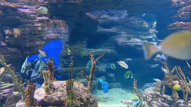 IN THE FISH WORLD