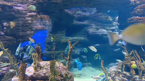 IN THE FISH WORLD