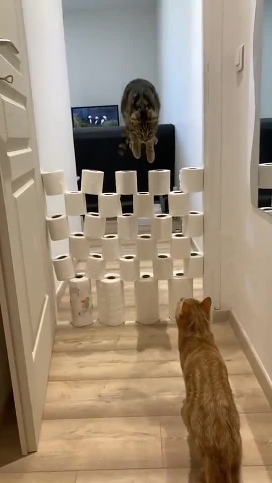 Amazing jump of a cat