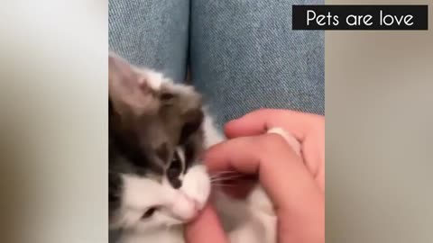 Poor orphaned tiny kitten gets obsessed with a giant dog