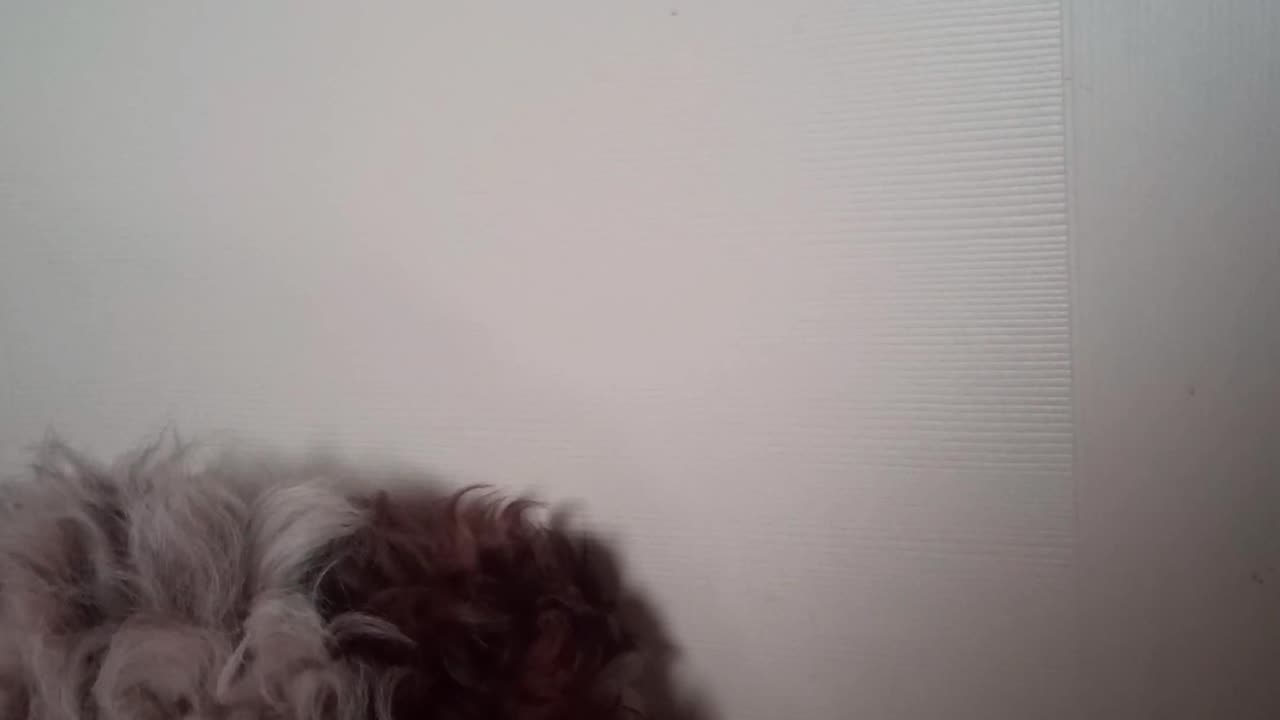 #scooby POV#Guest comes#Reserch