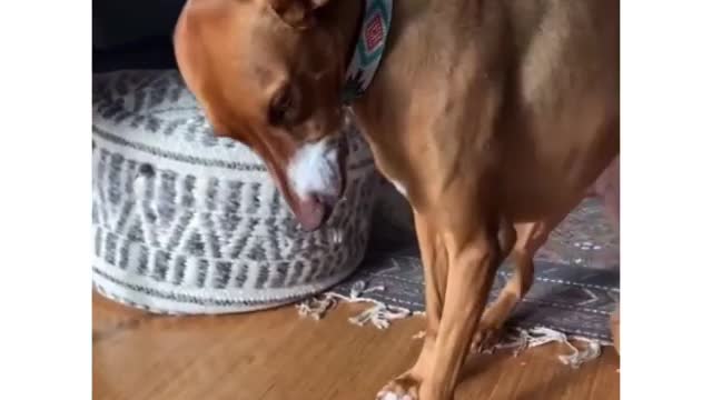 Funny Video Dog Dancing