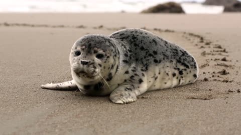 Amazing Sea Creature cute act