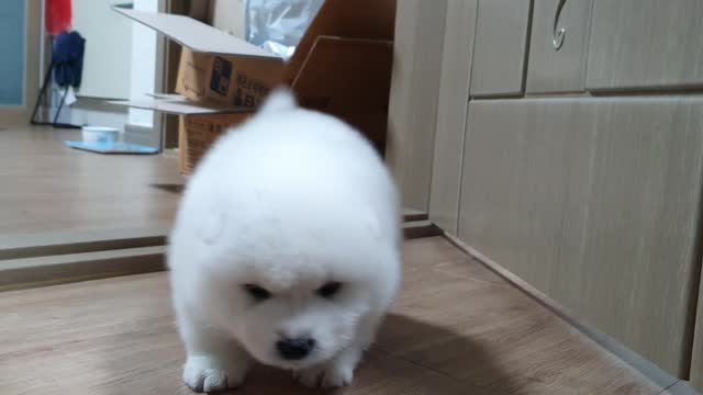 Baby Samoyed