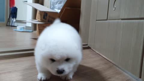 Baby Samoyed