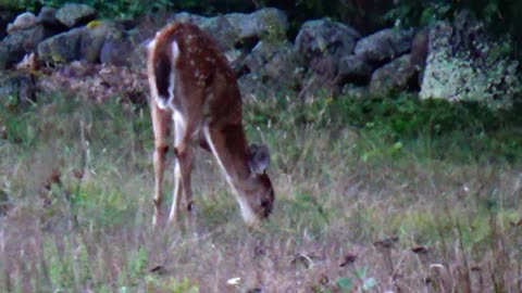 Fawn Deer