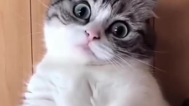 The Cute Animal