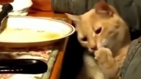 Funny Animals Video _ Cat Stealing Food From owner 🐾