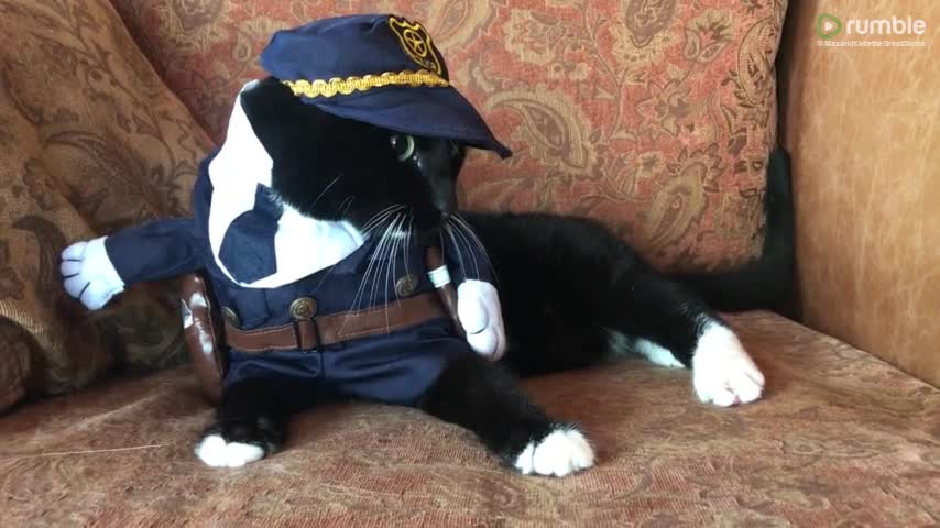 Funny talkative cat models police Halloween costume