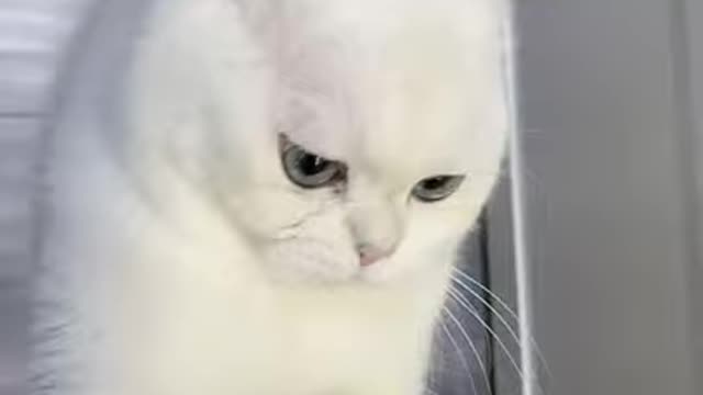 Cute cats videos