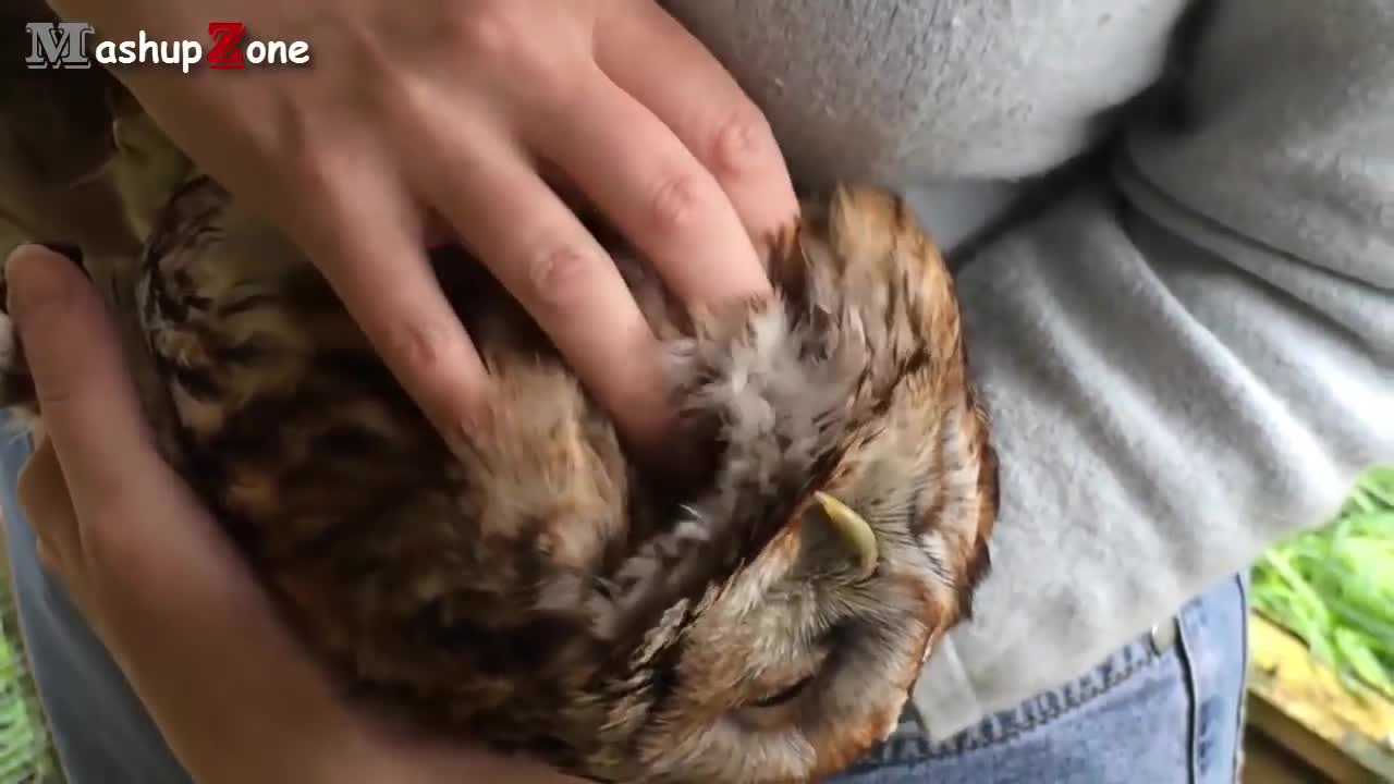 animals cuddling petting so loving cool