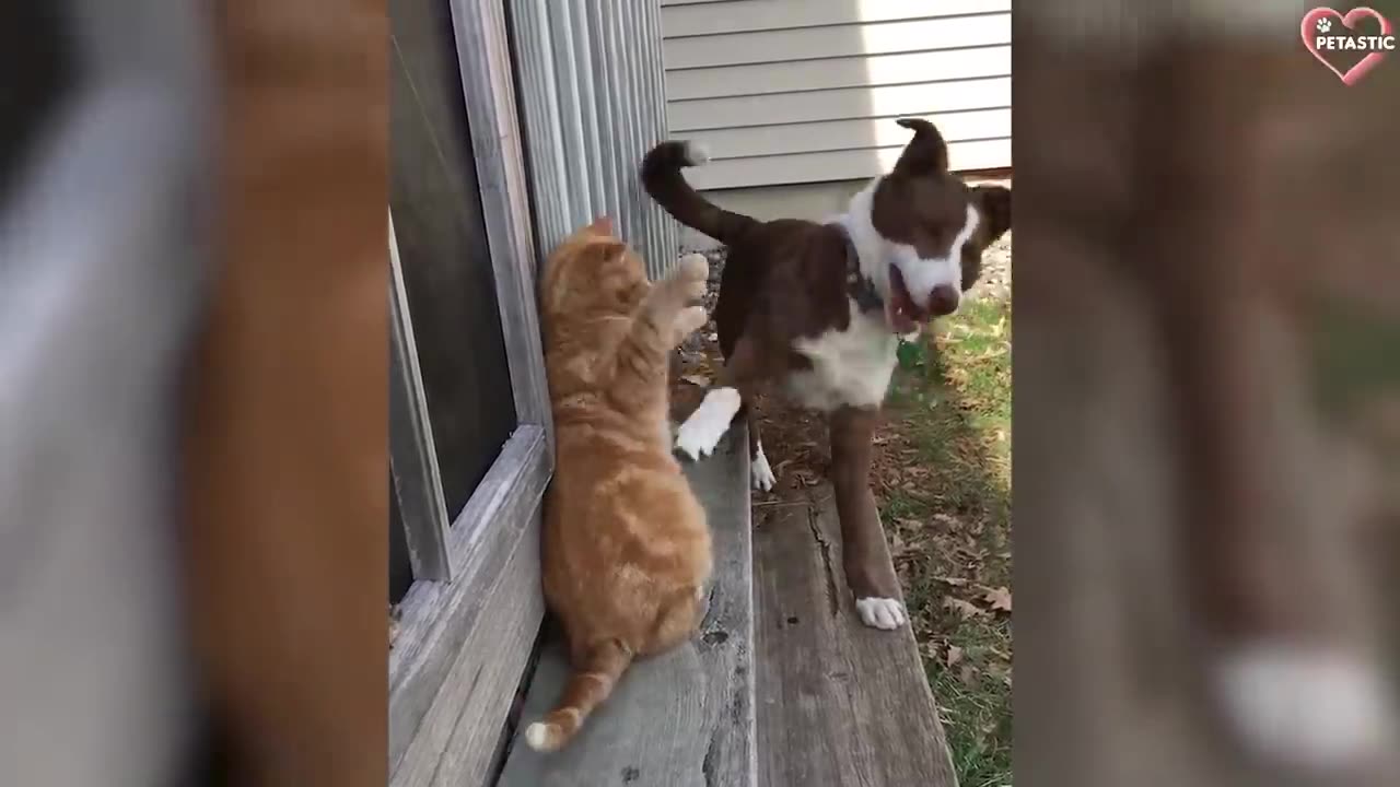 Cats vs Dogs Fighting - Funny Cats and Dogs Compilation -- PETASTIC