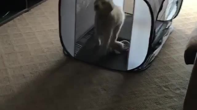 White dog turns pink cage over and runs out