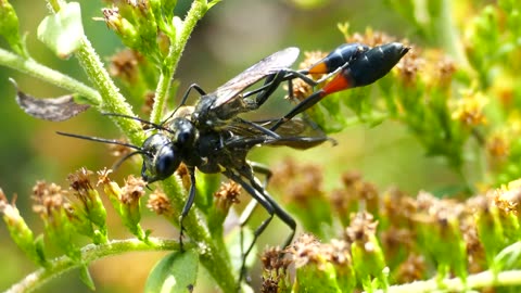 Two Insects Mating on Plant