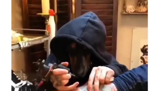 Very funny tattoo artist dog