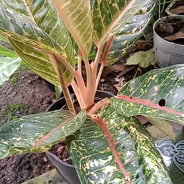 Beautiful flowers planted in pots