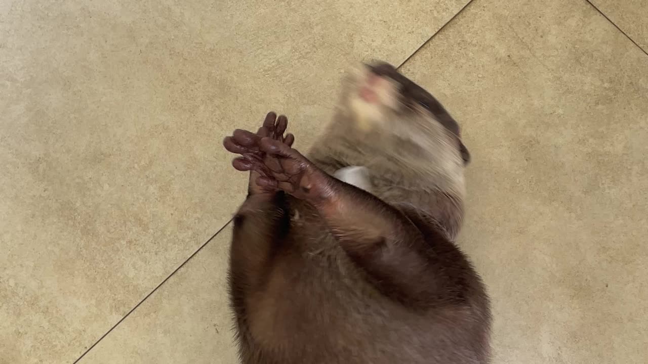 Splash the Otter Juggles an Ice Cube