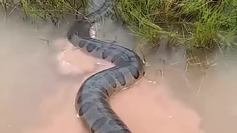 Anaconda