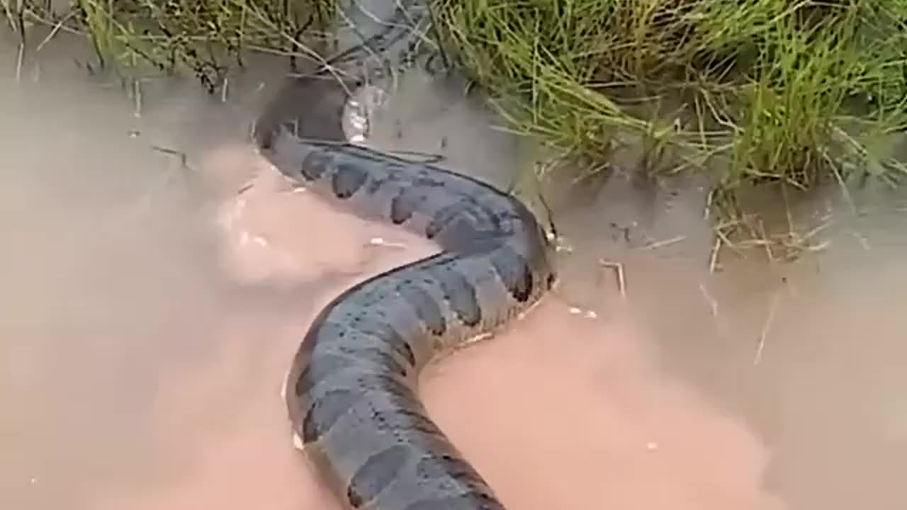 Anaconda